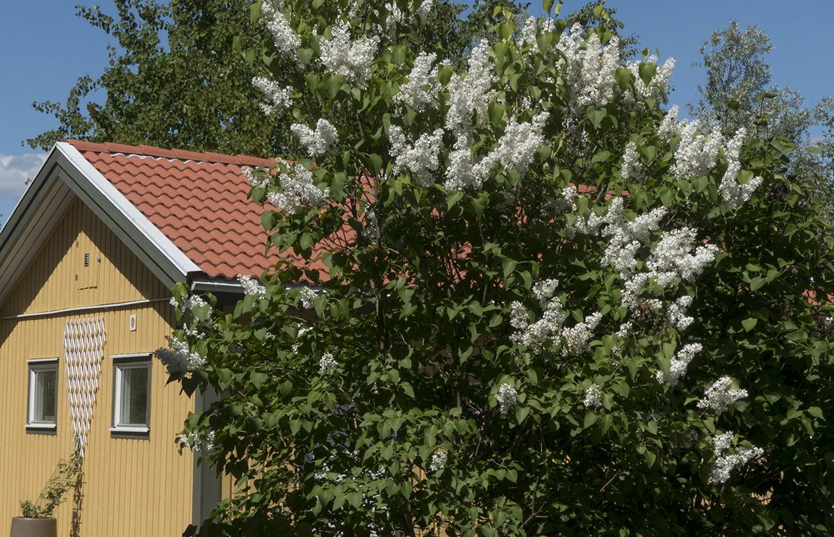 Mästersångarna i Nürnberg:HÄGG, FLÄDER eller SYRÉN?